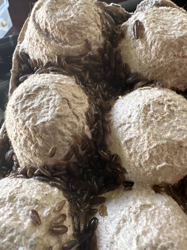 Lobster Roaches x 100 Small