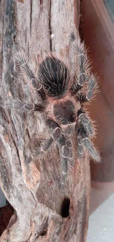 Tarantulas