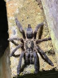 Violet Tree Spider - Tapinauchenius cupreus - Adult female