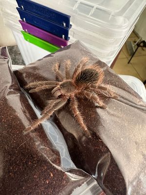 Tarantula Starter Kits
