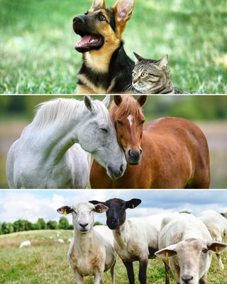 Eco-Vet - We love animals naturally