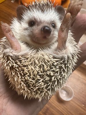 Hedgehogs