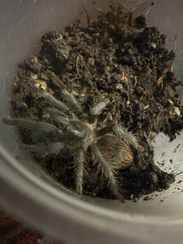 G. Red rump slings 4cm