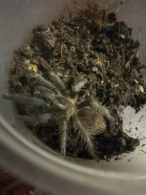 G. Red rump slings 4cm
