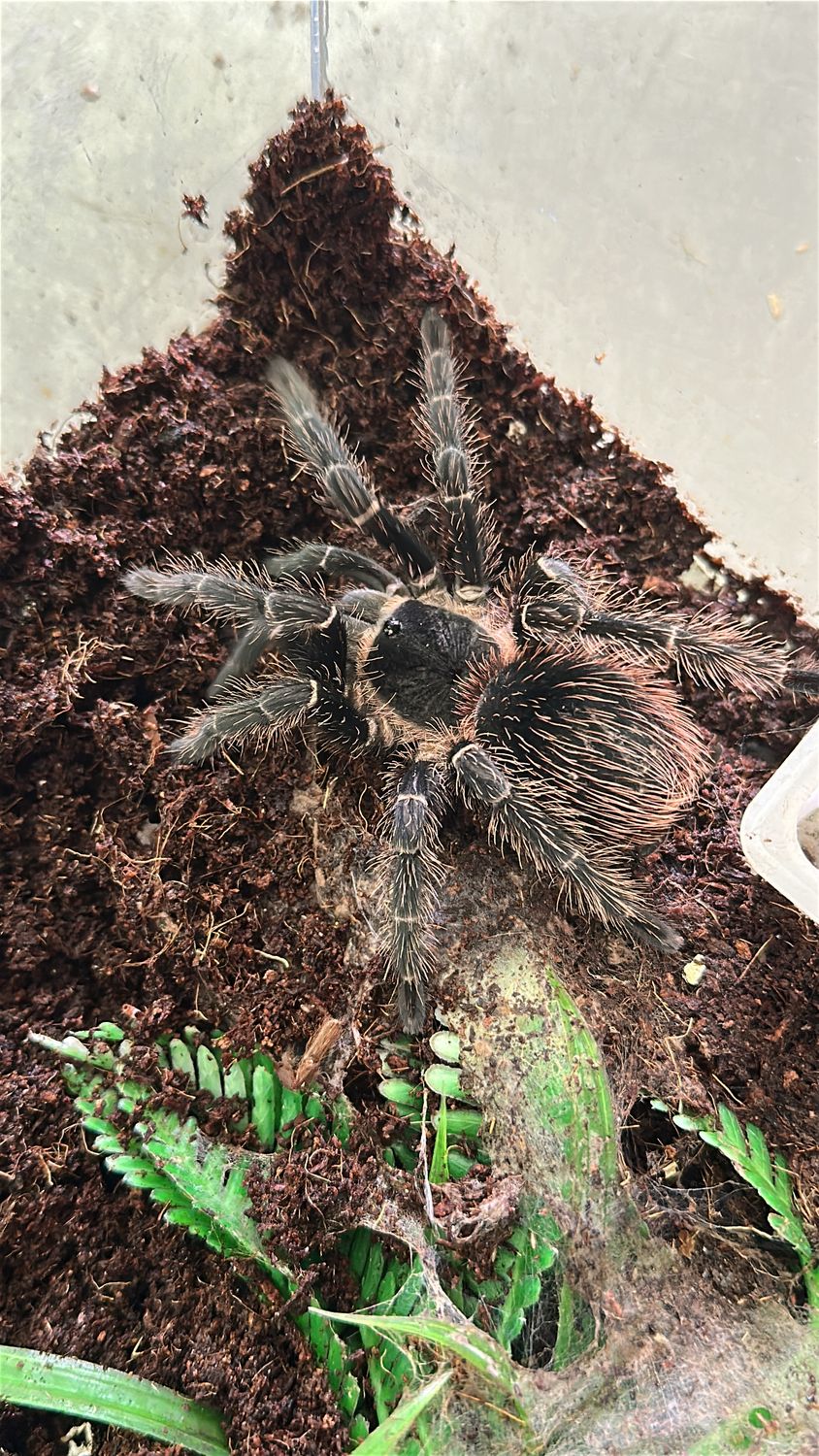 Salmon Pink Birdeater (L.parahybana) 12-13cm US