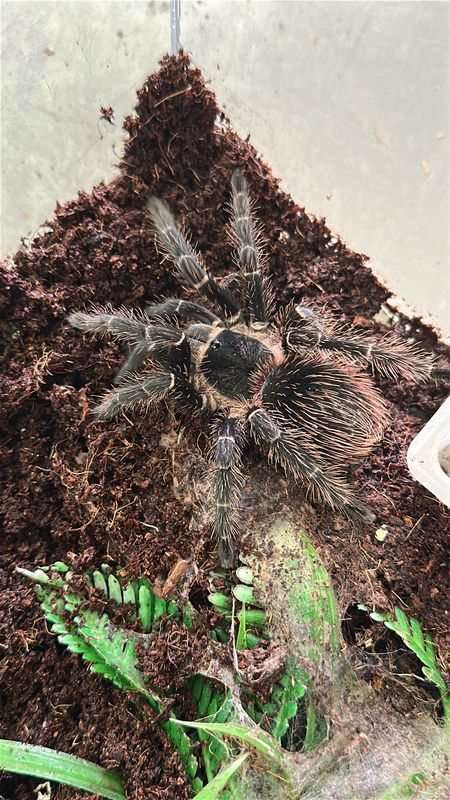 Salmon Pink Birdeater (L.parahybana) 12-13cm US