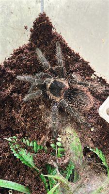 Salmon Pink Birdeater (L.parahybana) 12-13cm US