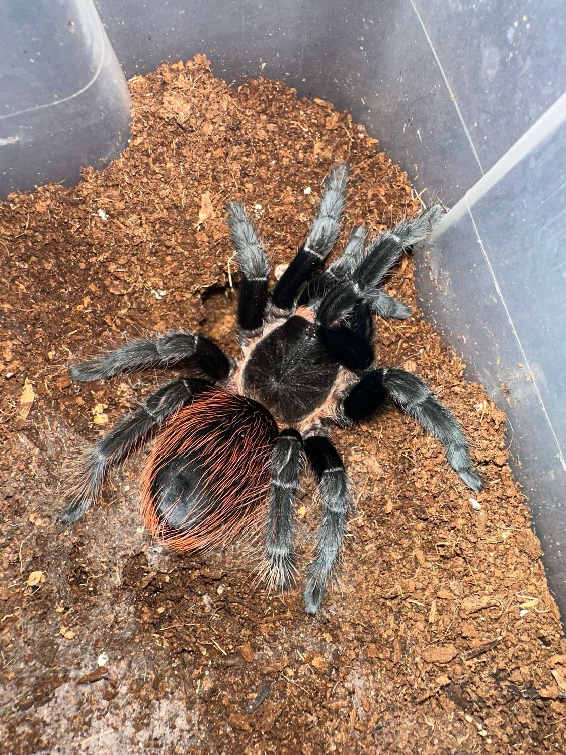 G. Red rump - T. sabulosus - Female Sub Adult