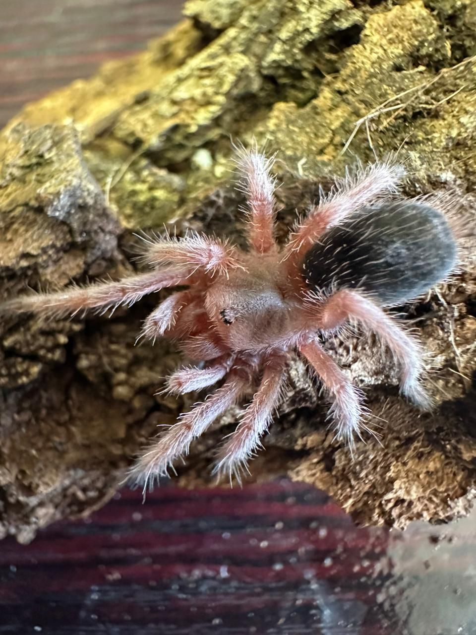 Chilean Rose RCF - G.Rosea 5-6cm Starter Kit