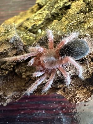 Chilean Rose RCF - G.Rosea 5-6cm Starter Kit