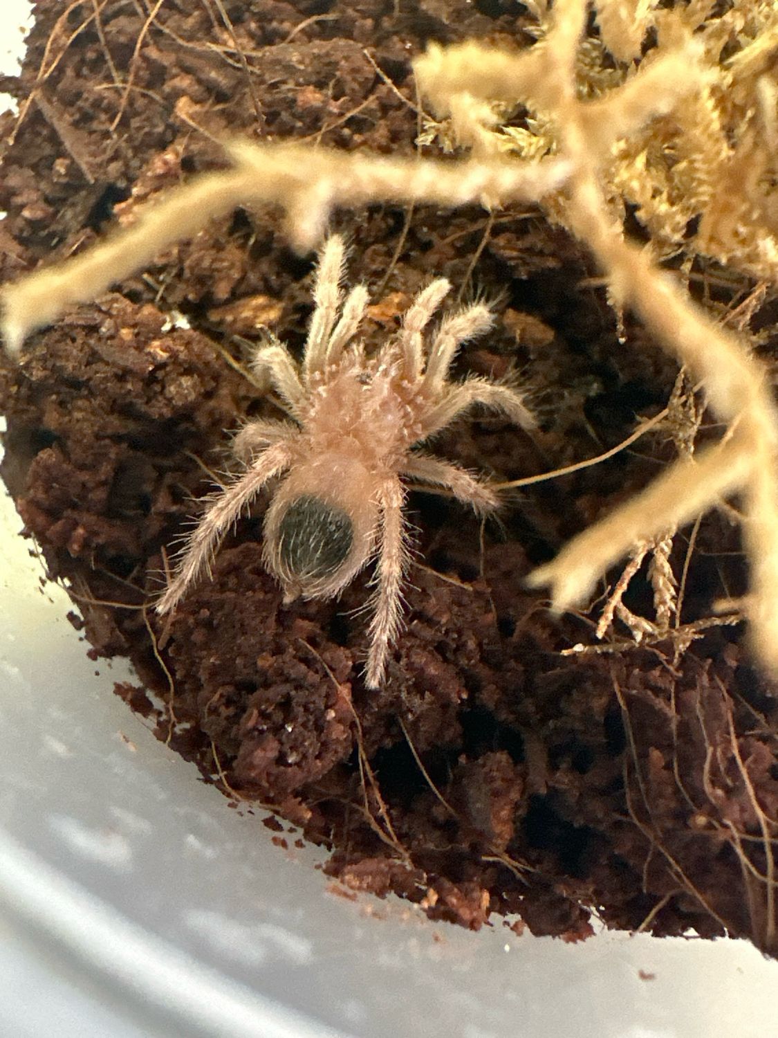 Mexican Red Knee (B. Hamorii) Slings