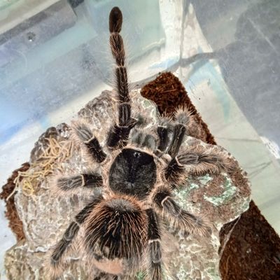 L. Klugi (Bahai Scarlet Birdeater) 9cm> US