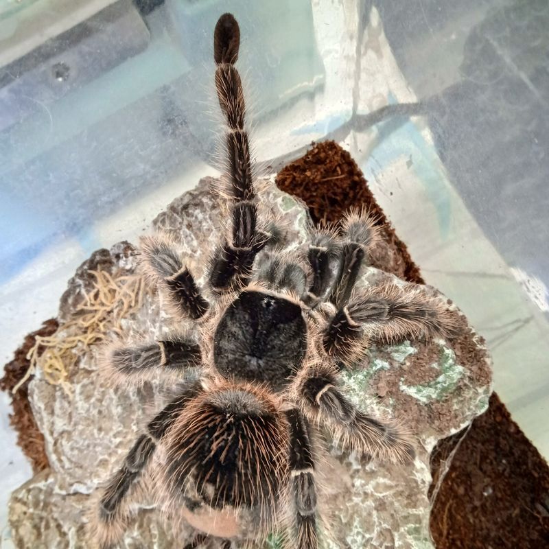 L. Klugi (Bahai Scarlet Birdeater) 9cm> US