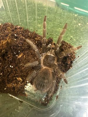 L. Klugi (Bahai Scarlet Birdeater) 9cm> US