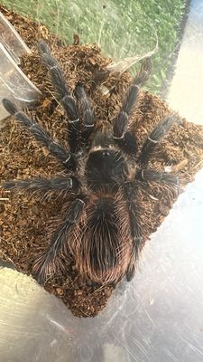 L. Klugi (Bahai Scarlet Birdeater) 9cm> US