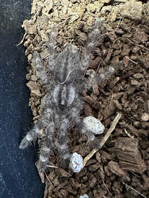 Indian Ornamental (P. regalis) Approx 3-4cm