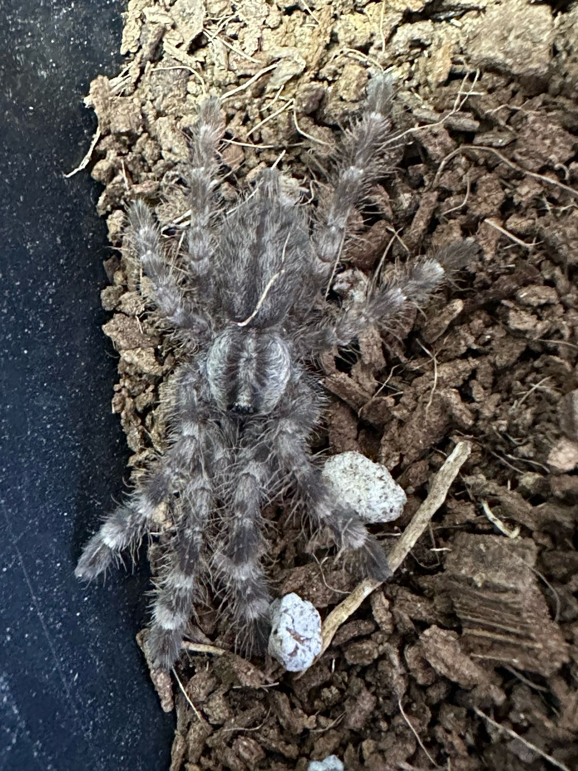 Indian Ornamental (P. regalis) Approx 3-4cm
