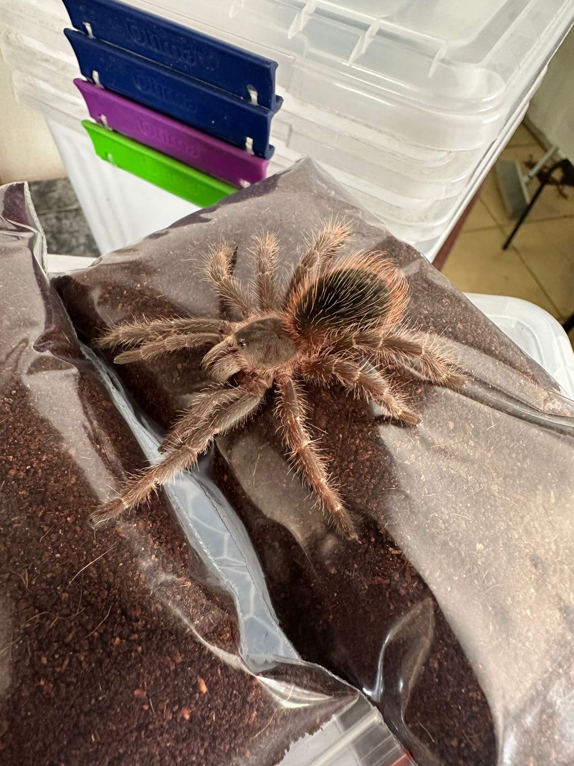 L. Klugi (Bahai Scarlet Birdeater) US 9cm> Juvenile Starterkit L. Klugi (Bahai Scarlet Birdeater) US 9cm> Juvenile Starterkit