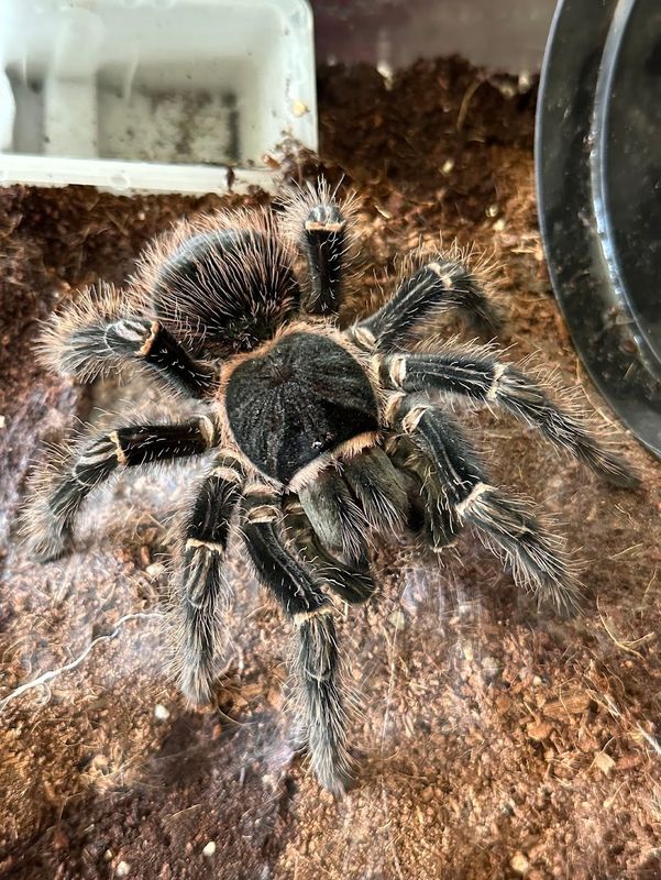 L. Klugi (Bahai Scarlet Birdeater) US 9cm> Juvenile Starterkit