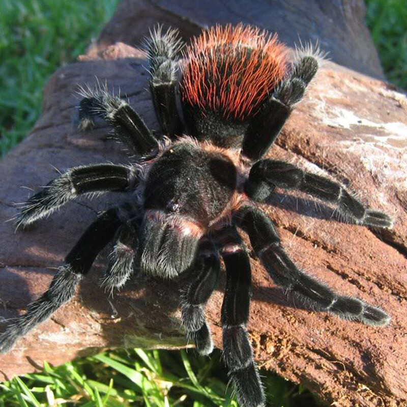 G. Red rump - T. Vagans 8cm Juvenile Starterkit