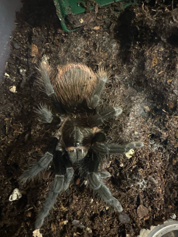 G. Red rump - T. Vagans 8cm Juvenile US - Starterkit