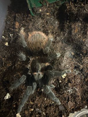 G. Red rump - T. Vagans 8cm Juvenile US - Starterkit