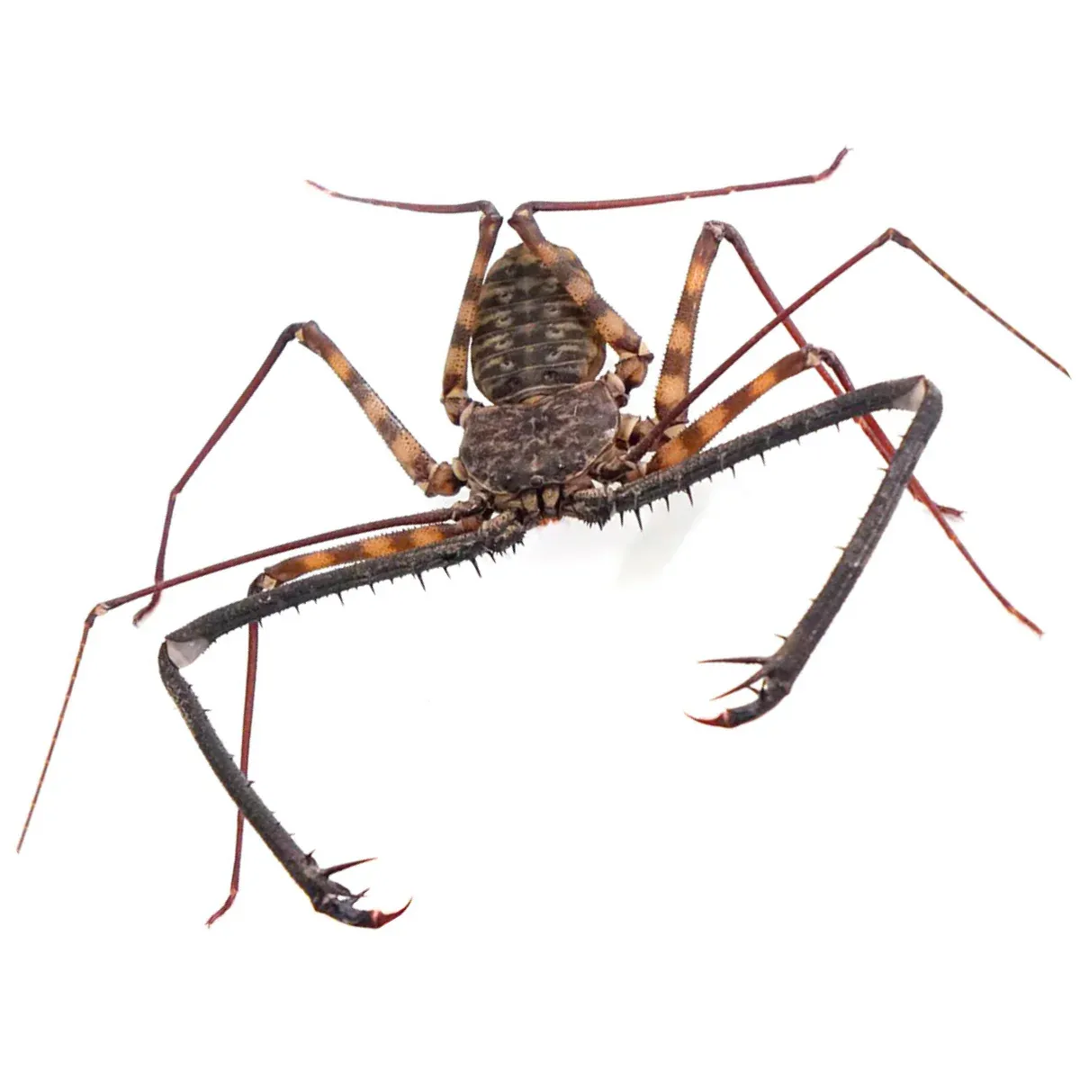 Tailless Whip Scorpions - scorplings