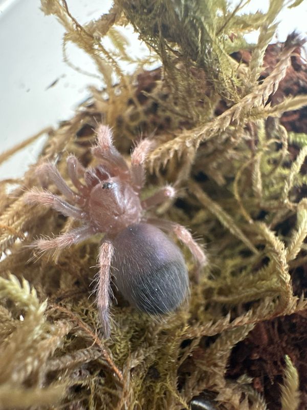 Brazilian Red Birdeater - N Carapoensis Slings Brazilian Red Birdeater - N Carapoensis Slings