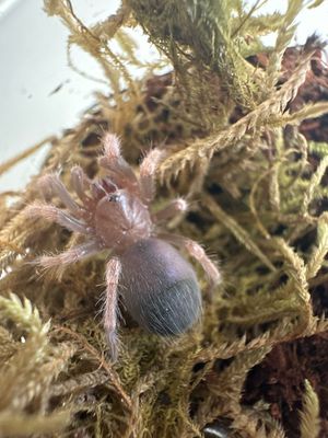 Brazilian Red Birdeater - N Carapoensis Slings