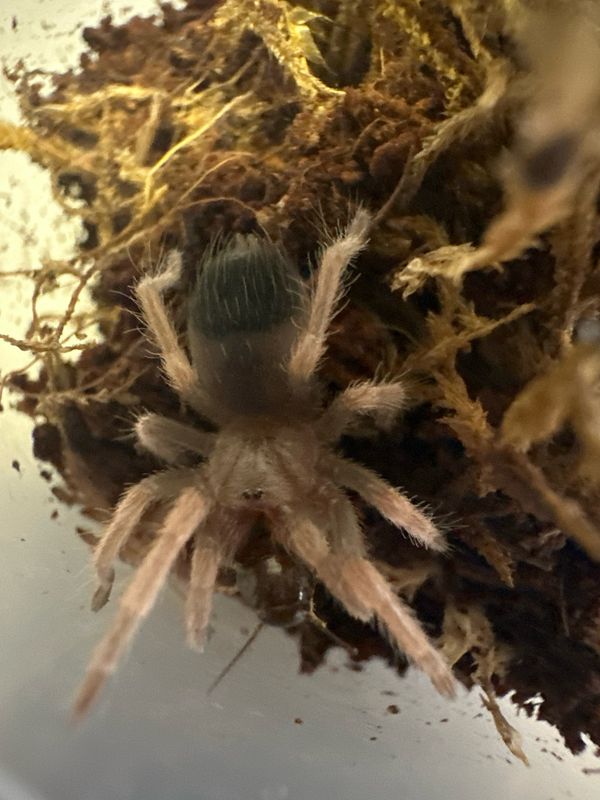 Fire leg - B. Boehmei - Sling 2cm