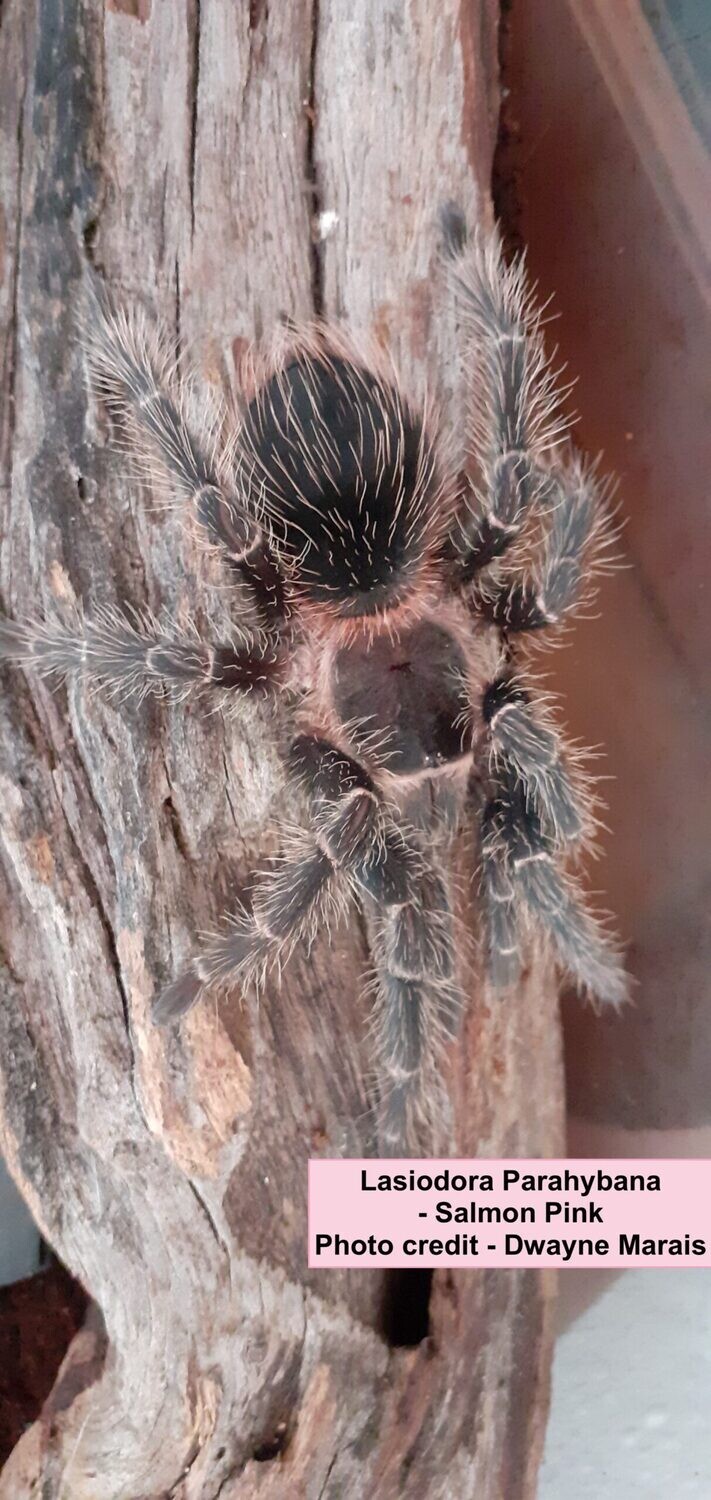 Salmon Pink Birdeater (L. parahybana) Starter kit Salmon Pink Birdeater (L. parahybana) Starter kit