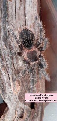 Salmon Pink Birdeater (L. parahybana) Starter kit