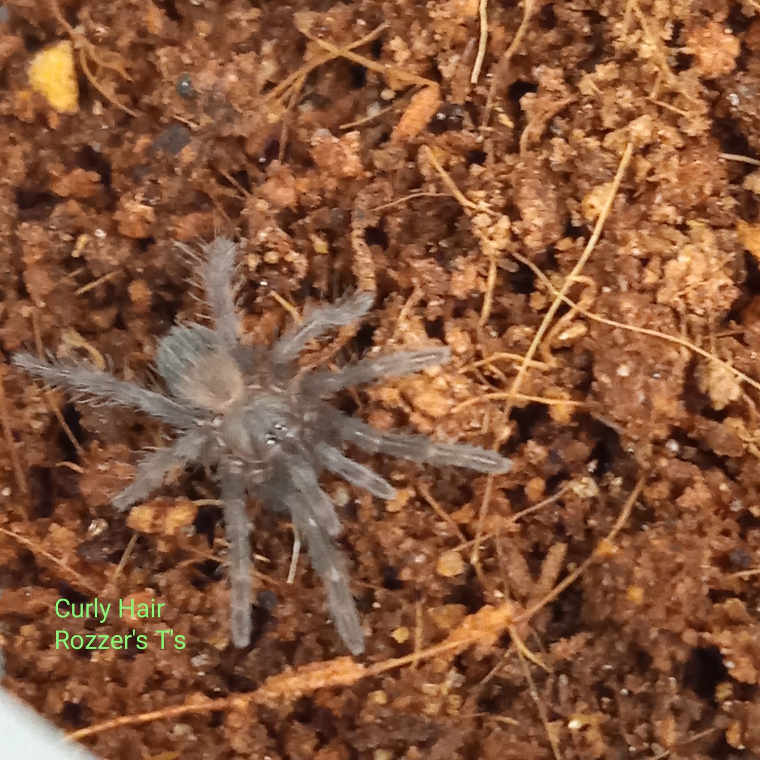 Curly hair - B. albopilosum sling Curly hair - B. albopilosum sling