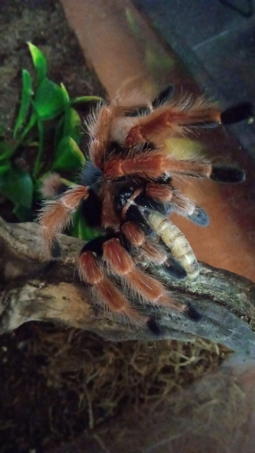 Fire leg - B. Boehmei - Sling Starter kit