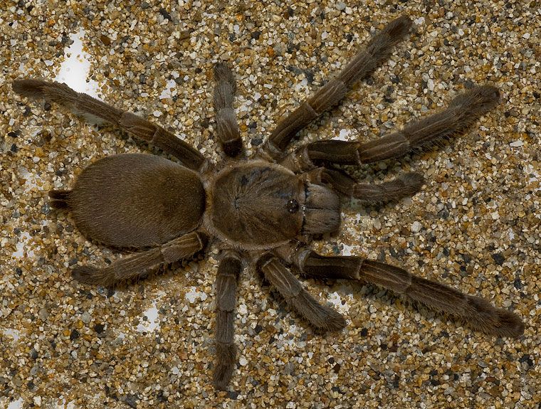 Australian Barking Spider - S. crassipes 3-4cm> - Starter kit Australian Barking Spider - S. crassipes 3-4cm> - Starter kit