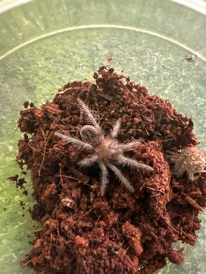 Curly hair - B. albopilosum sling Starter kit