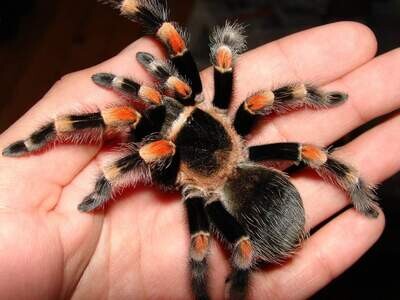 Mexican Red Knee (Brachypelma Hamorii) Sling Starter kit