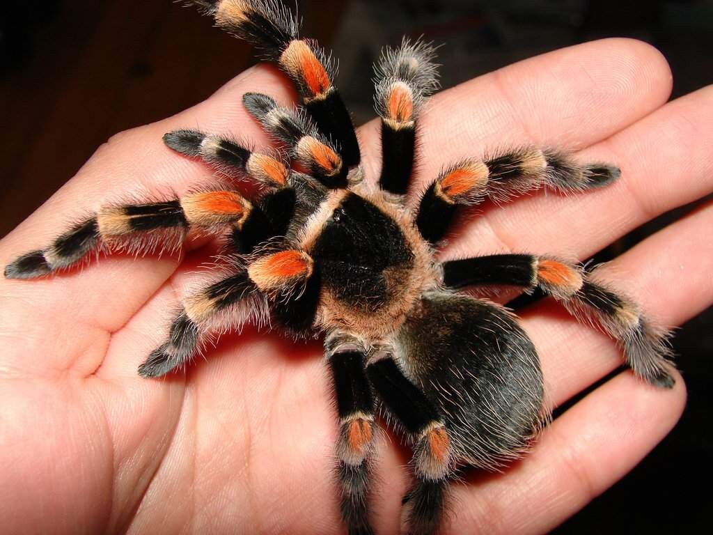 Mexican Red Knee (Brachypelma Hamorii) Sling Starter kit Mexican Red Knee (Brachypelma Hamorii) Sling Starter kit