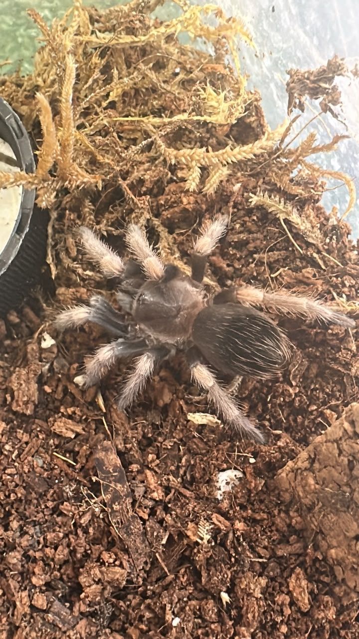 Mexican Red Knee (Brachypelma Hamorii) Starter kit Mexican Red Knee (Brachypelma Hamorii) Starter kit