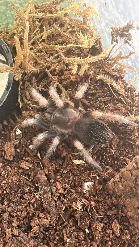 Mexican Red Knee (Brachypelma Hamorii) Starter kit Mexican Red Knee (Brachypelma Hamorii) Starter kit
