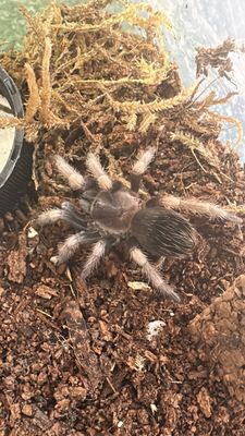 Mexican Red Knee (Brachypelma Hamorii) Starter kit