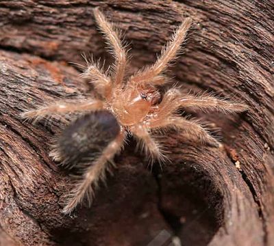 Chaco Golden knee (G. Pulchripes) 2cm Starter kit