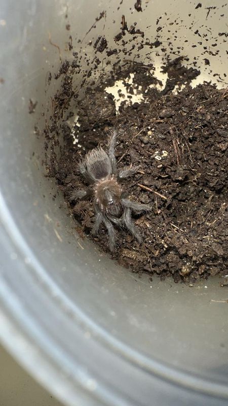 G. Red rump slings 4cm Starter Kit