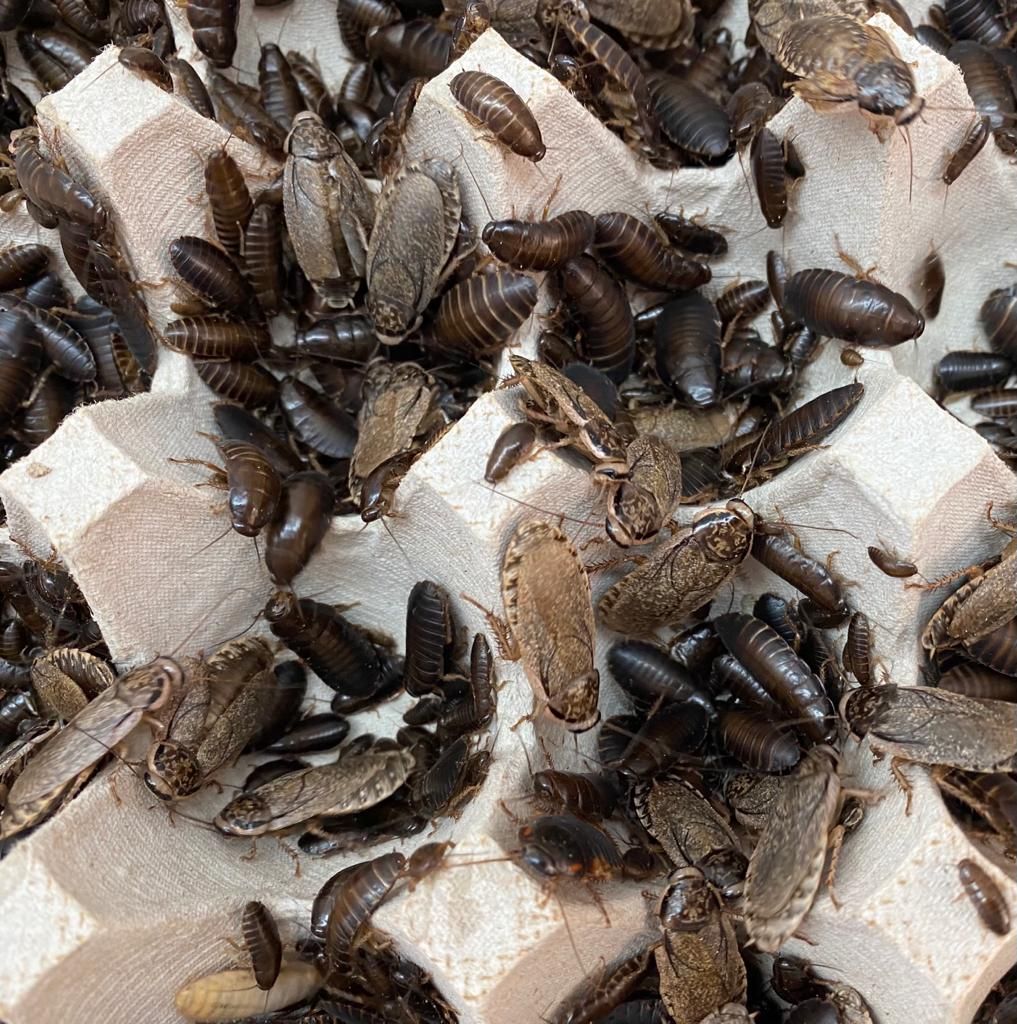 Lobster Roaches x 500 Mixed Sizes Sml-Med