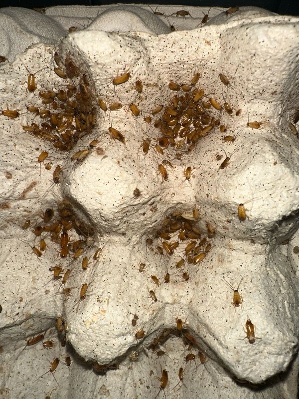 Turkish Roaches X 250 Small