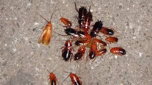 Turkish Roaches x 50 Small