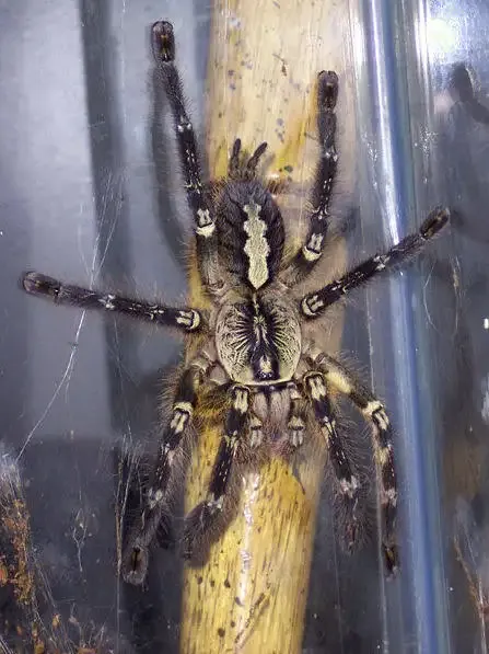 Fringe ornamental - Poecilotheria ornamental 5-6cm Fringe ornamental - Poecilotheria ornamental 5-6cm