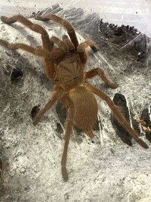 Asian Fawn Adult Female