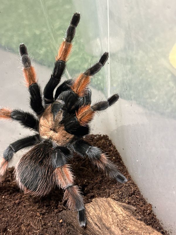 Mexican True Red Leg - Female Adult Mexican True Red Leg - Female Adult