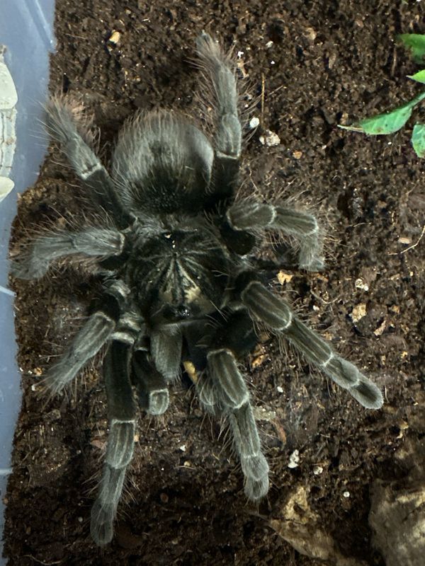 Purple Bloom Tarantula – Pamphobeteus sp. Machala (Female) 15cm Purple Bloom Tarantula – Pamphobeteus sp. Machala (Female) 15cm